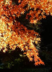 色鮮やかなモミジの紅葉