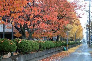 16日の三条市は小雨降り、紅葉は色の鮮やかさを増す