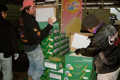 19日、西洋ナシ「ル レクチェ」の出荷を開始し、1箱ずつ検査するJAにいが南蒲大島選果場
