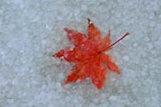 雪と真っ赤な紅葉の落ち葉
