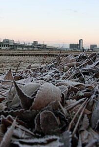 17日明け方は晴れて冷え込み、霜が降りる