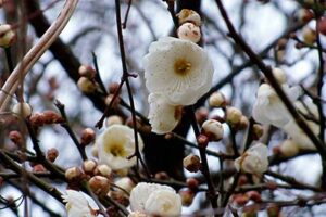 三条市神明町地内の昭栄大橋近くで咲いたウメの白い花