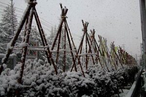 春本番の陽気から一転、16日は強い冬型で気温は日中に氷点下、積雪は10センチに