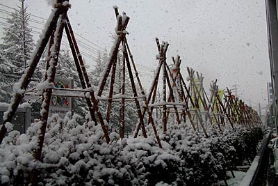 三条市役所前の冬囲いした植え込みの低木を覆う雪