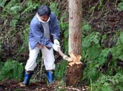 手作りの石おのでスギの木を倒す