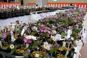 28日、3月1日と県央地域地場産業振興センターで開かれている第10回日本・新潟雪割草まつり