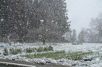 午前10時54分ころ、視界がかすむほど激しい雪が降る三条市下田地区の笹岡地内