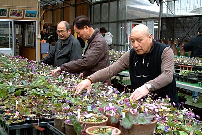 14、15の2日間の雪割草展を前にユキワリソウの鉢を会場の『園芸ヌグリー」に搬入、展示する三条雪割草寿会会員