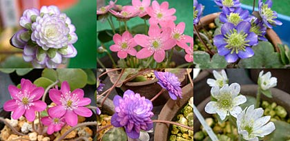 雪割草展に展示する色や形状がまちまちなユキワリソウの花