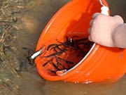 バケツから五十嵐川へ泳ぎ出す稚魚