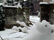 花が咲いたウメの木に積もった雪