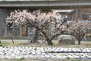 上須頃地内で咲くウメの花