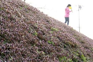 4月を前に県央地域では次々と春の花が咲く