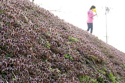 31日夕方、三条市上須頃地内の斜面に咲くヒメオドリコソウの群生と花を集める少女