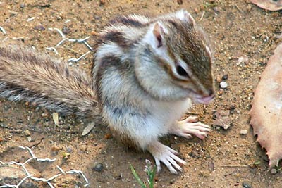 リス園の愛らしいシマリス