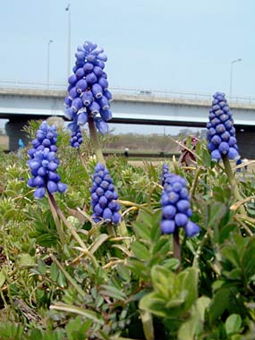 大曲河川公園でさくムスカリの花