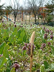 燕市交通公園の付近ではツクシがのび、ヒメオドリコソウが咲く