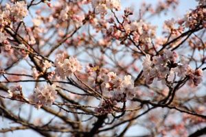 弥彦駅前で咲き始めたソメイヨシノ