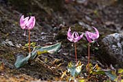 弥彦公園もみじ谷のカタクリの花