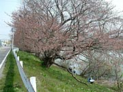つぼみだけで赤みがかって見えるサクラ