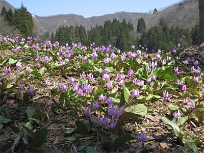 三条市下田地区で群生するカタクリが満開