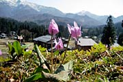 山頂付近に雪が残る粟ヶ岳を背に咲くカタクリ