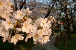 9日の三条市は5月並みの気温でサクラの開花が一気に進む