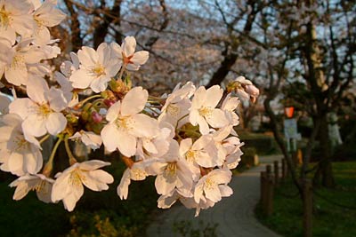 三条市八幡公園で三分咲きから五分咲きになったサクラ