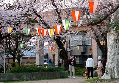 公園のサクラを縫うようにぼんぼんりが下がる