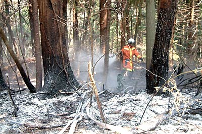 11日に三条市吉野屋で発生した林野火災