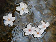 付け根から落ちて水に浮かぶサクラの花