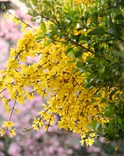 レンギョウなど春の花が彩りを添える