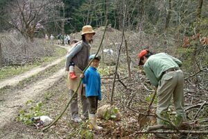市民団体が三条市・道心坂でオオヤマザクラの植樹、オオヤマザクラは目標の1,000本を超え、植樹は今回で一区切り