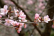 例年より早く咲いたオオヤマザクラ
