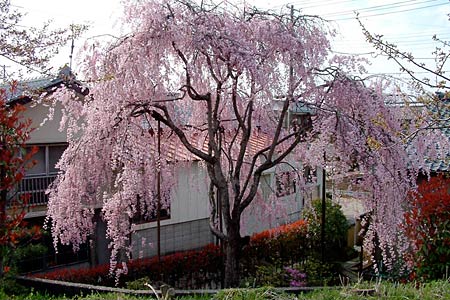 燕市佐渡地内で花開く見事なヤエベニシダレ