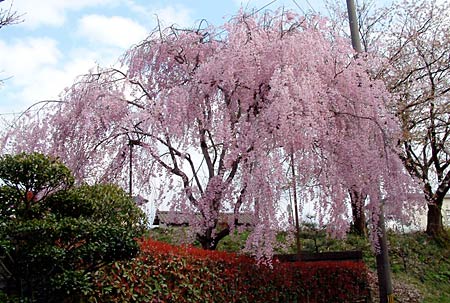 燕市佐渡地内で花開く見事なヤエベニシダレ