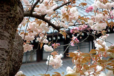 例年より1週間ほど早く花の見ごろを迎えた三条市歴史民俗産業資料館のボタンザクラ
