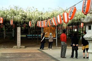 間もなく見ごろ、安了寺境内で咲く「八王寺の白藤」
