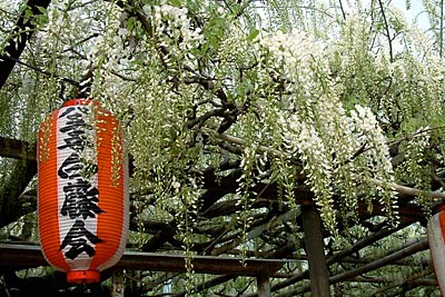 流れる滝のように花房をのばすフジ