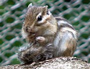 リス園でふれあえるシマリス