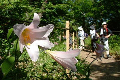 「越後三条ヒメサユリ祭り」が開かれている三条市下田地区の高城城址登山道