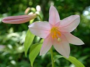 透き通るように美しいヒメサユリのピンクの花