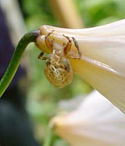 ヒメサユリの花の付け根に残されたハルゼミの抜け殻