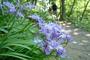 登山道で群生するヒメシャガの花も見ごろ
