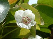 遅れてまだ咲いているナシの花