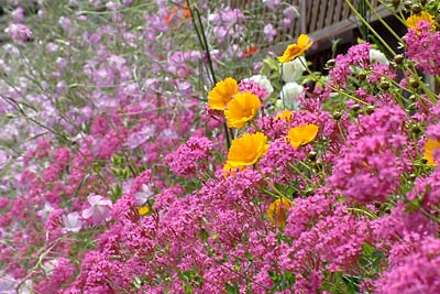 「市民の広場」ではバラ以外の花も咲いて色とりどりの花の競演