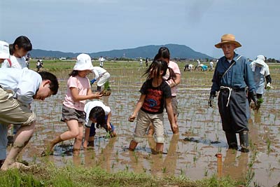 30日行われた燕市景観作物推進協議会による燕新保地区田んぼアートの田植え