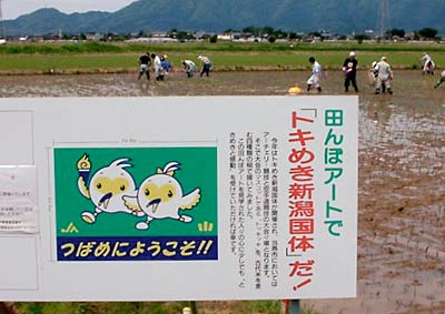 イネが伸びればトッキッキをデザインした田んぼアートが出現するはず