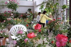 31日に保内公園で三条バラ愛好会が第11回春のバラ展