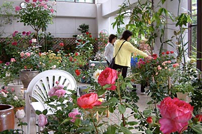 31日に保内公園で開かれる第11回春のバラ展
